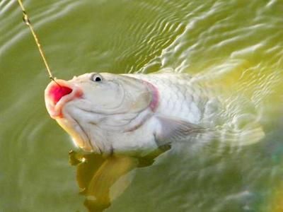 龍魚圖片國畫大全（ 龍魚圖片國畫大全高清）