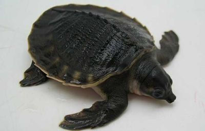 豬鼻龜身上有白色腐爛：豬鼻龜白色腐爛怎么辦