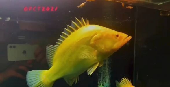 赤焰中國虎魚飼料選擇指南，赤焰中國虎魚飼料選擇指南赤焰中國虎魚飼料選擇指南