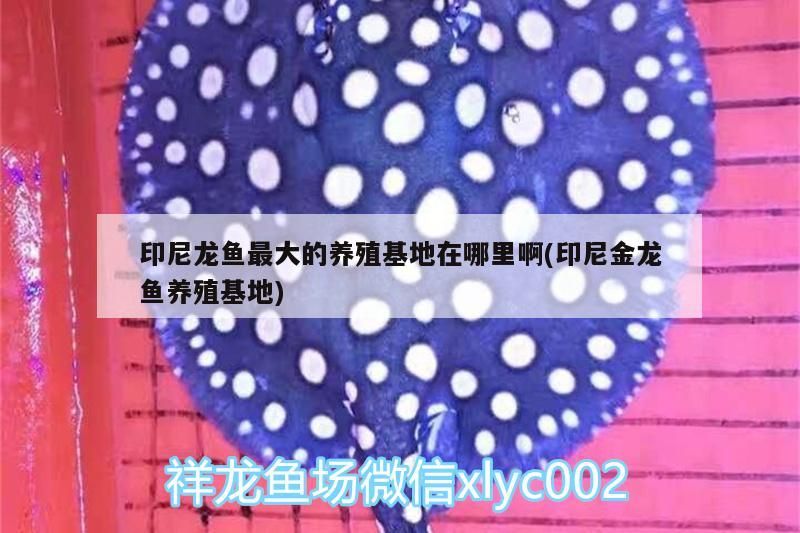 印尼龍魚最大的養(yǎng)殖基地在哪里啊(印尼金龍魚養(yǎng)殖基地) 印尼龍魚最大的養(yǎng)殖基地在哪里啊(印尼金龍魚養(yǎng)殖基地) 虎魚百科 第3張