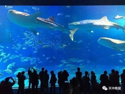 投資一家水族館需要多少錢（開一家水族館的成本是多少？）