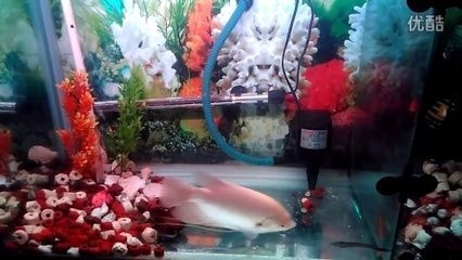 招財魚混養(yǎng)元寶鳳凰魚的環(huán)境要求：元寶鳳凰魚和招財魚混養(yǎng)的注意事項