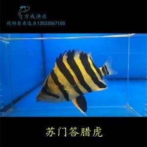 印尼虎和蘇虎什么關系：印尼虎和蘇虎是同一種魚嗎？