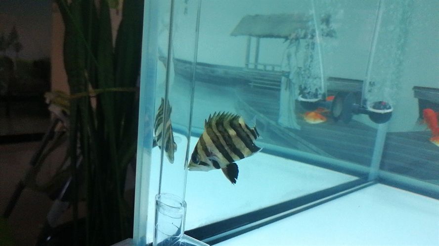祥龍魚(yú)場(chǎng)觀賞魚(yú)的質(zhì)量如何？，祥龍魚(yú)場(chǎng)主流龍魚(yú)品種的選購(gòu)指南，香滿園和金龍魚(yú)哪個(gè)更適合兒童食用