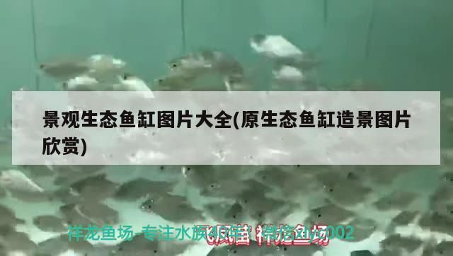 景觀生態魚缸圖片大全(原生態魚缸造景圖片欣賞)