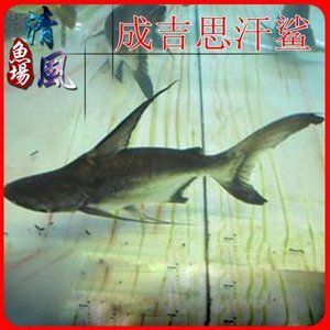 龍魚(yú)趴缸治療不恢復(fù)怎么辦(新龍魚(yú)趴缸怎么處理)