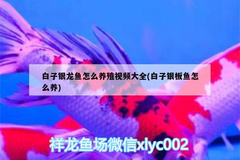 龍魚(yú)趴缸治療不恢復(fù)怎么辦(新龍魚(yú)趴缸怎么處理)
