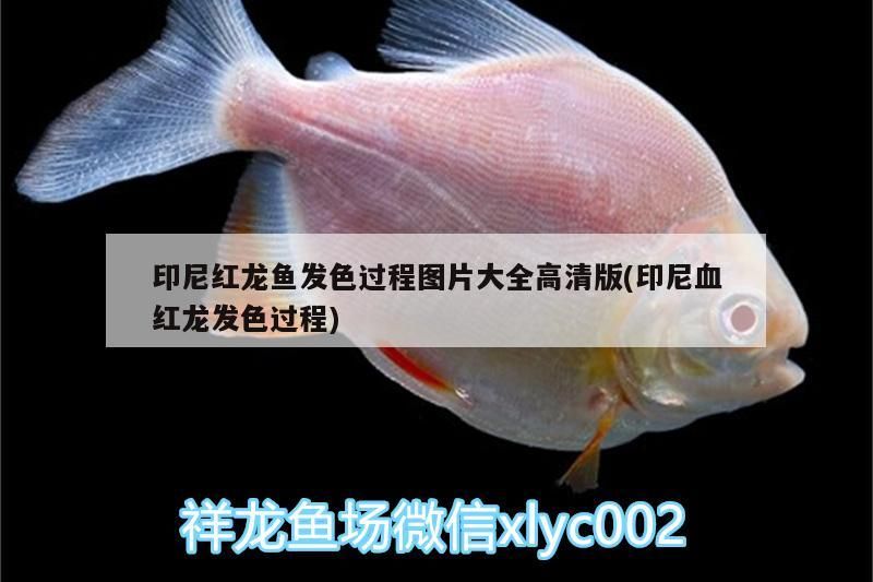 印尼紅龍魚發色過程圖片大全高清版(印尼血紅龍發色過程)
