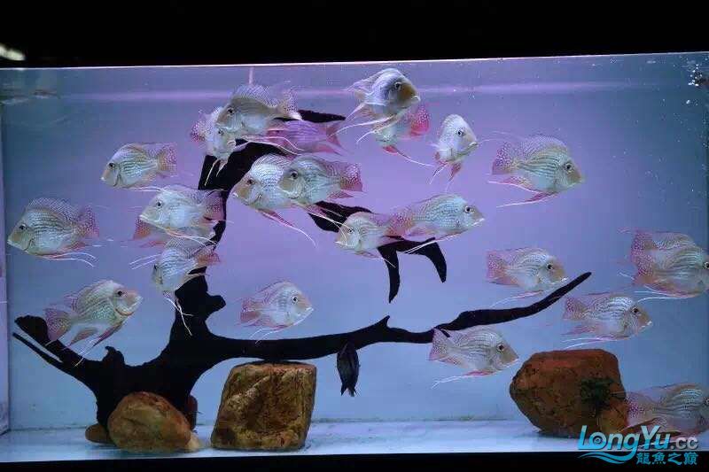 進(jìn)口元寶鳳凰魚（祥龍魚場）