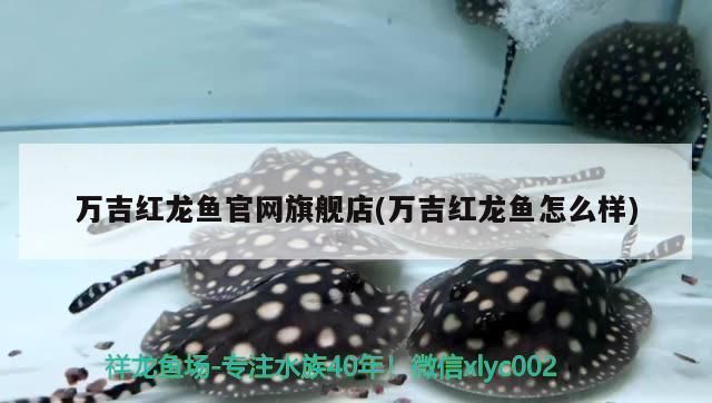 萬吉紅龍魚怎么樣：萬吉紅龍魚市場價格趨勢如何鑒別高品質(zhì)萬吉紅龍魚