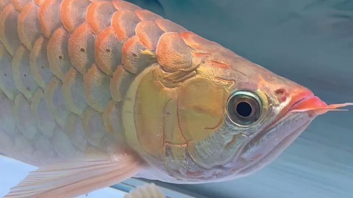 萬吉紅龍魚怎么樣：萬吉紅龍魚市場價格趨勢如何鑒別高品質萬吉紅龍魚