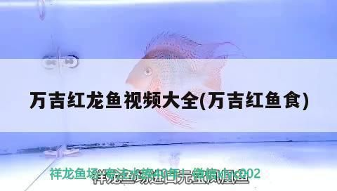 萬吉紅龍魚怎么樣：萬吉紅龍魚市場價格趨勢如何鑒別高品質萬吉紅龍魚