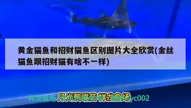 黃金貓魚和招財貓魚區別圖片大全欣賞(金絲貓魚跟招財貓有啥不一樣)