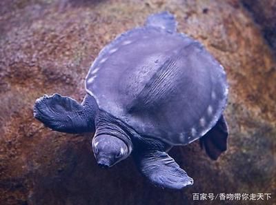 紅龍魚視頻高清在線觀看網站的區別，紅龍魚視頻高清在線觀看網站