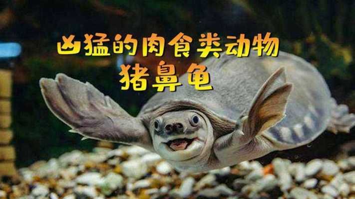 豬鼻龜兇猛嗎還是公龜：關于豬鼻龜的一些小知識