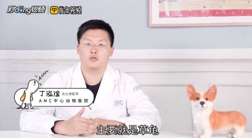 豬鼻龜蛋怎么孵化視頻：烏龜蛋怎么孵化烏龜蛋怎么孵化小烏龜)烏龜蛋孵化