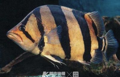 虎魚價值：虎魚價值在很大程度上取決于其品種、大小以及市場需求