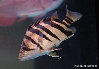 虎魚價值：虎魚價值在很大程度上取決于其品種、大小以及市場需求