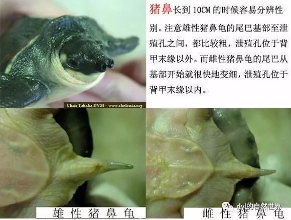 豬鼻龜幾年可以繁殖后代：豬鼻龜能人工繁殖出來嗎