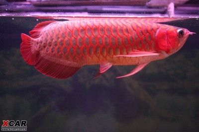 大湖紅龍和辣椒紅龍哪個好：大湖紅龍和辣椒紅龍各有特色