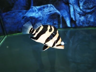 虎魚眼睛發(fā)藍色：虎魚眼睛發(fā)藍色可能是由于多種原因引起的