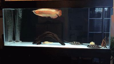龍魚虎魚魟魚那句話怎么說：\"龍魚虎魚虎魚\"這句話的含義并不明確