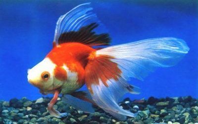 開個水族館的艱難之旅英語作文（thedifficultjourneyoffounding）