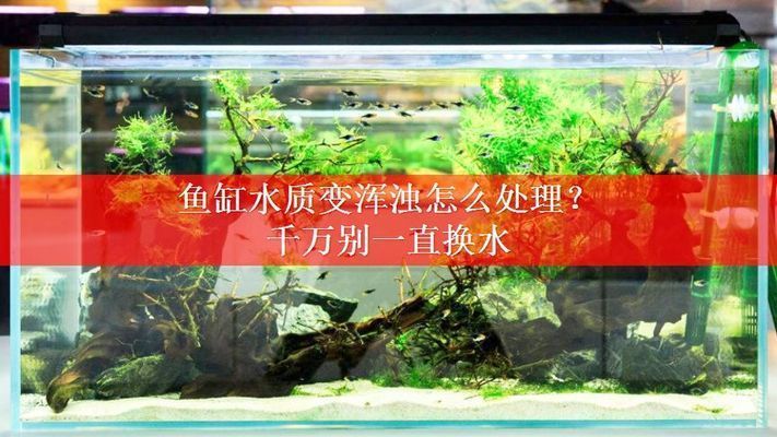 魚缸水渾濁需要天天換水嗎，如何正確清洗過濾棉魚缸換水注意事項