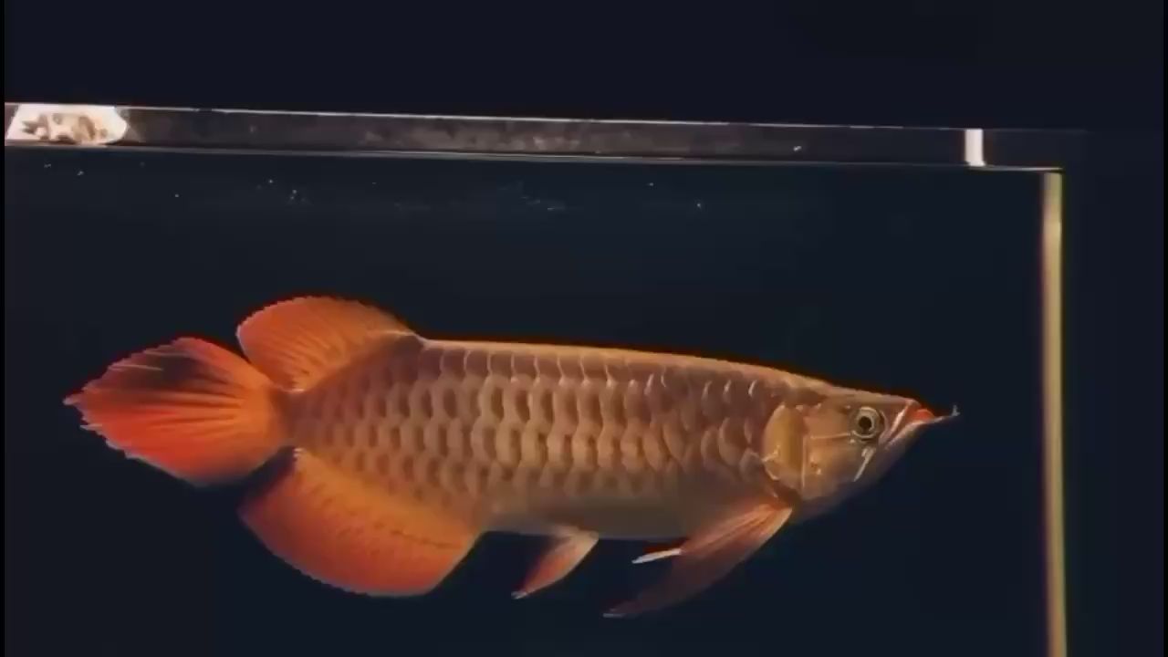 這才是大湖紅龍該有的樣子