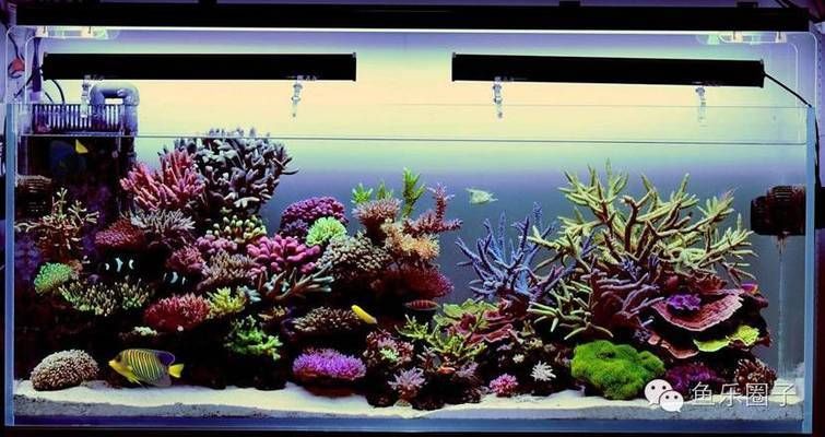 艷寶糧與其他魚糧的比較：元寶鳳凰魚食譜推薦艷寶糧增色效果對比研究元寶鳳凰魚