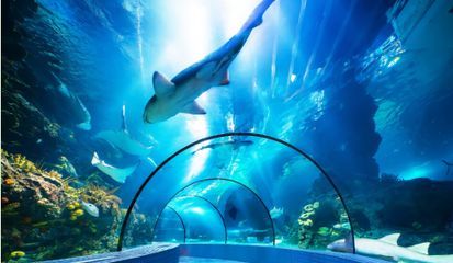 水族館哪個地方的好（上海海洋水族館親子游玩攻略大連圣亞海洋世界門票優惠）