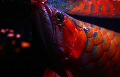 紅龍魚魚苗用什么顏色背景：紅龍魚魚苗的背景顏色選擇