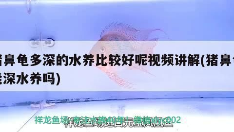 豬鼻龜長多大：豬鼻龜多久算成年龜，豬鼻龜長多大就成年了