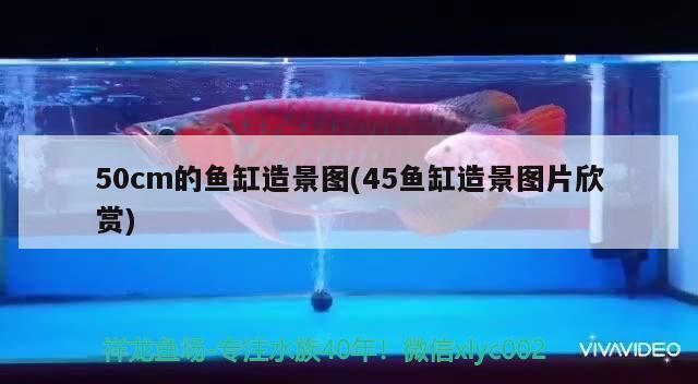 紅龍魚和元寶鳳凰混養好不好看圖片(紅龍魚和飛鳳魚一塊養好嗎)