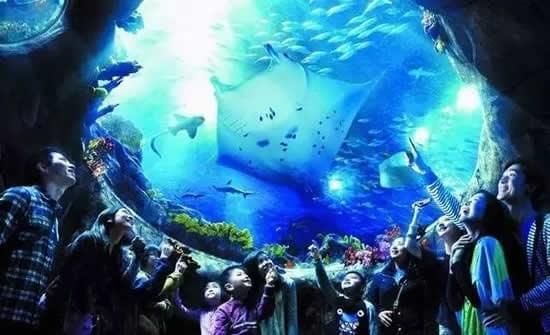 水族館館長(zhǎng)收入（水族館館長(zhǎng)的收入受多種因素影響水族館館長(zhǎng)的收入受多種影響）