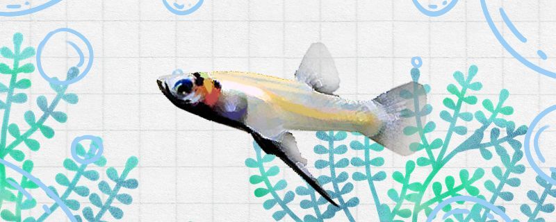吉拉德鳉魚好養嗎怎么養