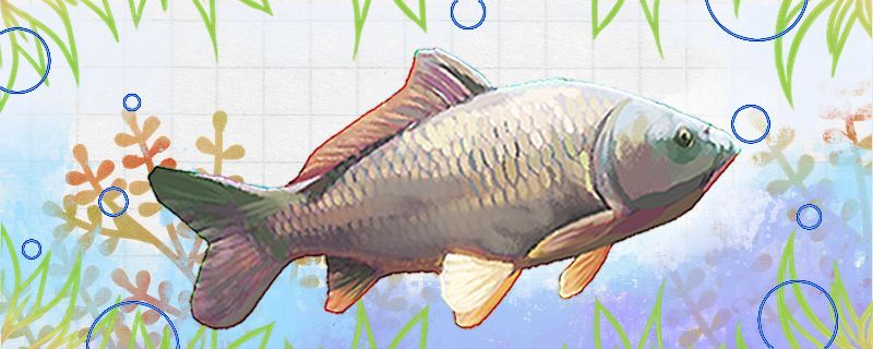 如何看鯉魚是否野生野生鯉魚能不能家養