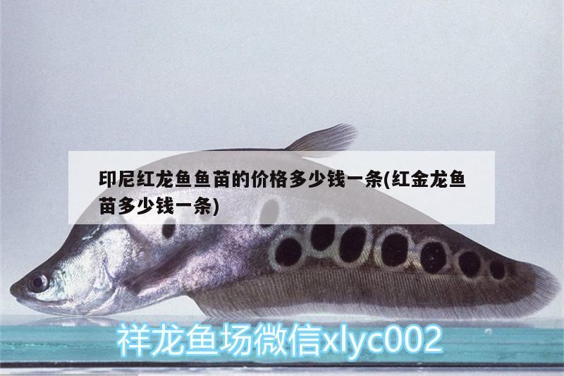 印尼紅龍魚魚苗的價格多少錢一條(紅金龍魚苗多少錢一條)