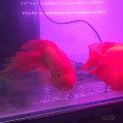 元寶鳳凰魚的壽命是多久：元寶鳳凰魚的壽命受到多種因素影響