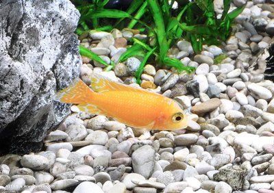 元寶鳳凰魚的壽命是多久：元寶鳳凰魚的壽命受到多種因素影響