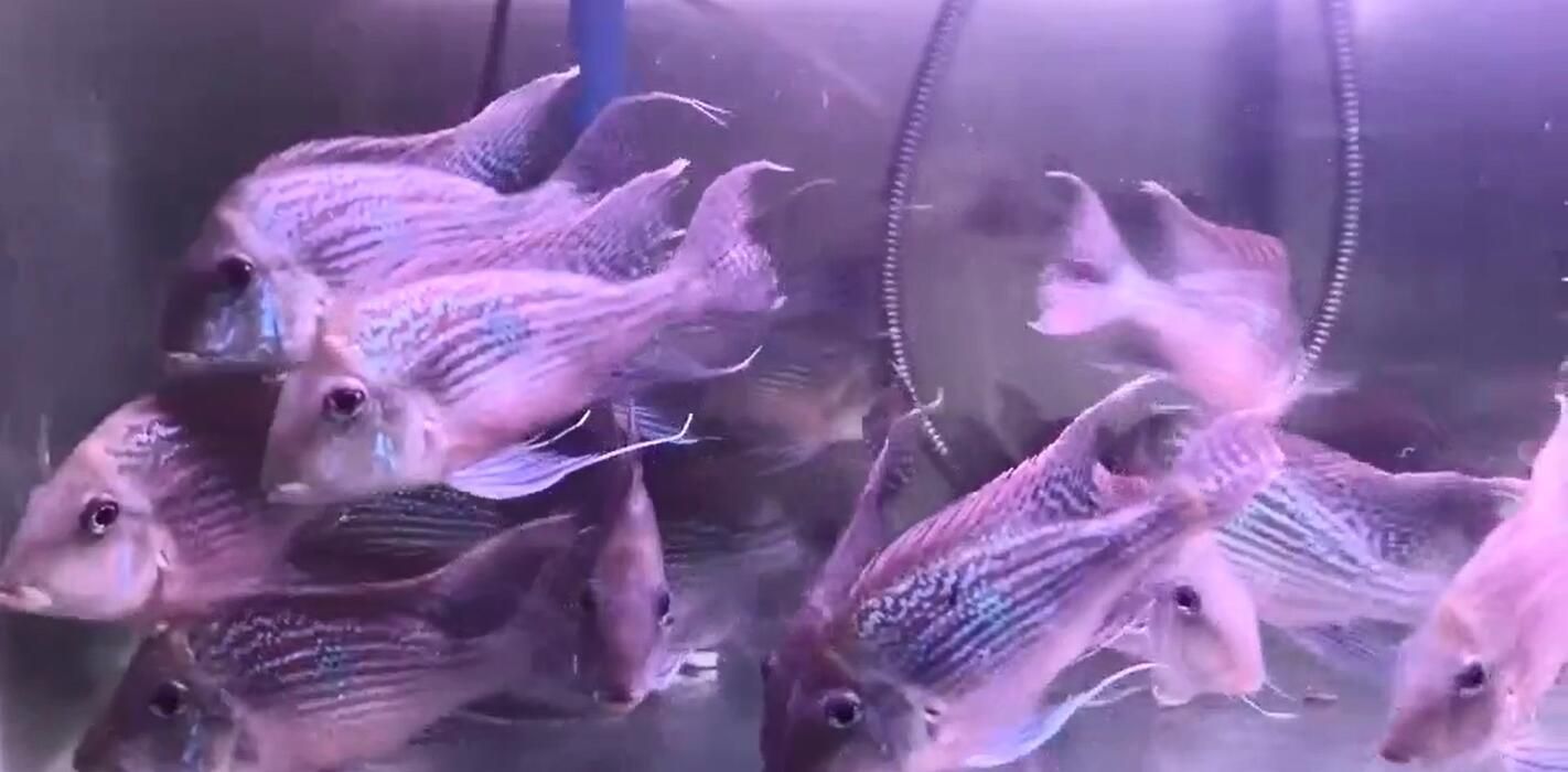 元寶鳳凰魚和斯維尼關刀魚的對比區別圖視頻：元寶鳳凰魚和斯維尼關刀魚對比區別圖/視頻