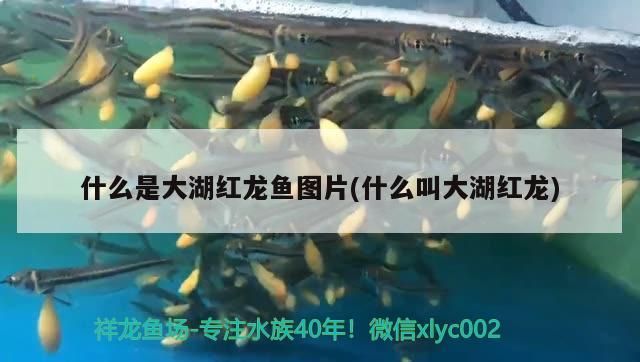 什么是大湖紅龍魚圖片(什么叫大湖紅龍)