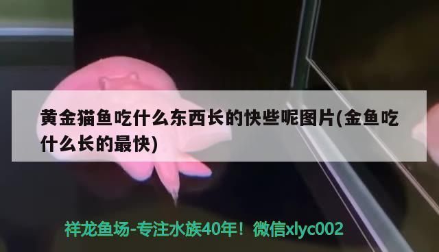 黃金貓魚吃什么東西長的快些呢圖片(金魚吃什么長的最快)