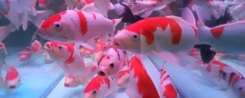 魚缸管件設計規范標準(魚缸管道設計)