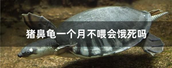 豬鼻龜多久會餓死：豬鼻龜換地方不吃食能餓死嗎