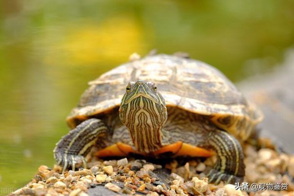 豬鼻龜多久會餓死：豬鼻龜換地方不吃食能餓死嗎