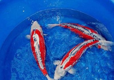印尼紅龍魚圖片大全高清圖(印尼大湖紅龍魚幼魚圖片)