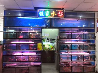祥龍水族館品牌影響力（祥龍水族館品牌在市場上具有一定的影響力）