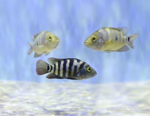 魚缸水很多泡沫，魚缸水中出現泡沫可能是由多種原因引起的，解決方法及解決方法