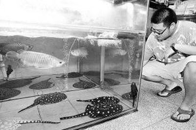 給魟魚打針：給魟魚打針時需要注意一些事項，確保魚的健康和安全